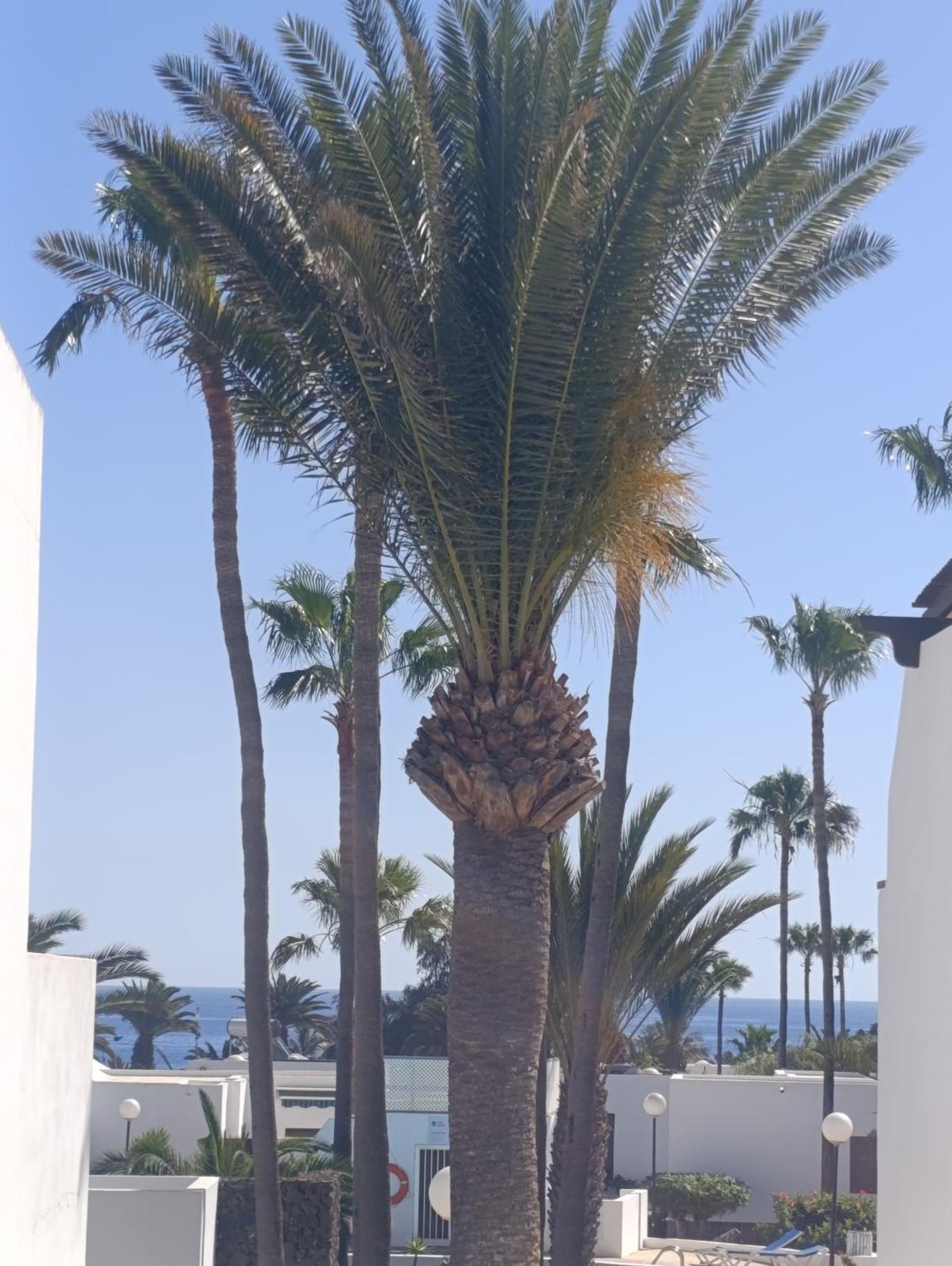 Blue Ocean Daire Costa Teguise Dış mekan fotoğraf